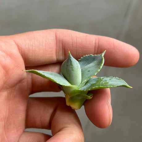 A-13特白肌×八荒殿　huplants作出　子株