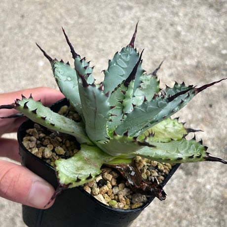 CATEGORY Agave | アガベ専門店 Heart plants.
