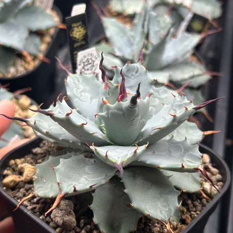 商品 | アガベ専門店 Heart plants.
