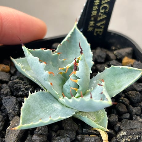 商品 | アガベ専門店 Heart plants.