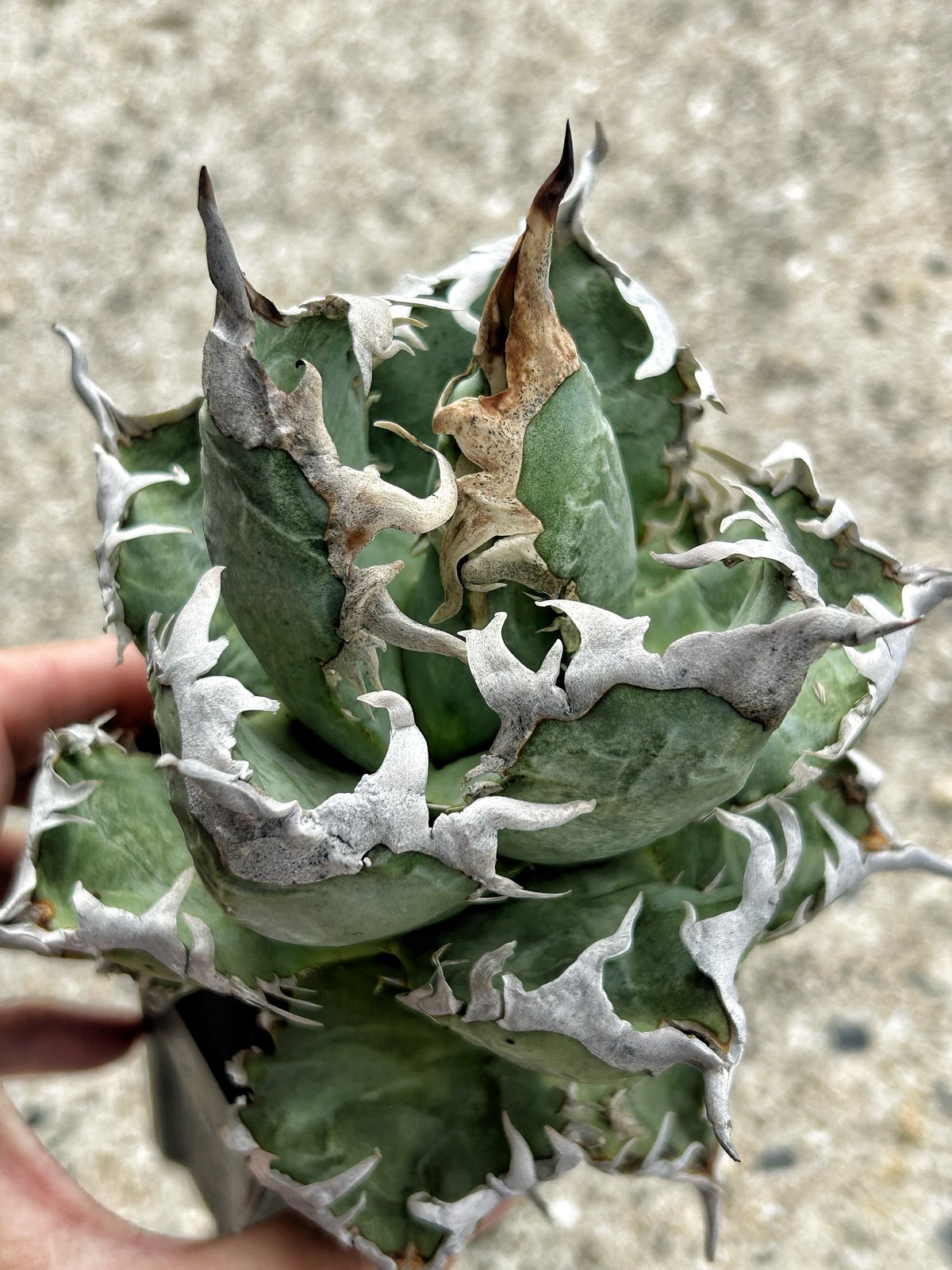 台湾ゴジラ　GODZILLA 裏棘　鋸歯強 アガベ 台湾GODZILLA 大きめ株 ゴリゴリ強棘 | アガベ専門店 Heart plants.