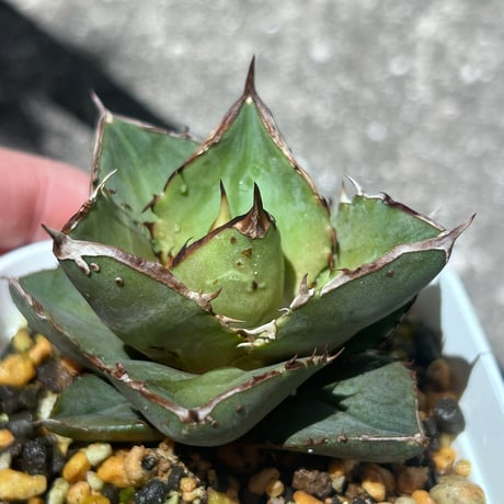アガベ　シャーク実生　イランseedling