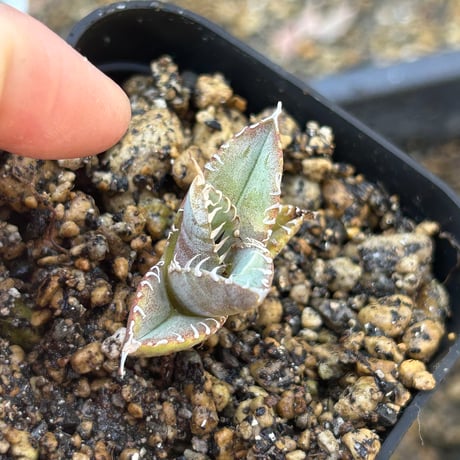 アガベ　Heart plants実生オテロイ　強棘個体