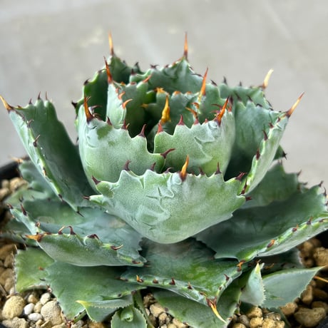 A-13特白肌×八荒殿　huplants作出　子株