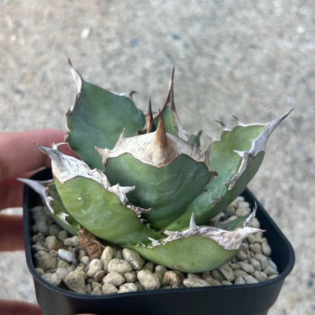商品 | アガベ専門店 Heart plants.