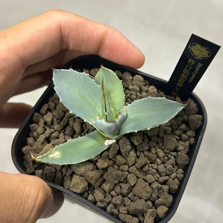 huplants産　特白肌×妖炎　ノーナンバー実生個体　繁殖子株