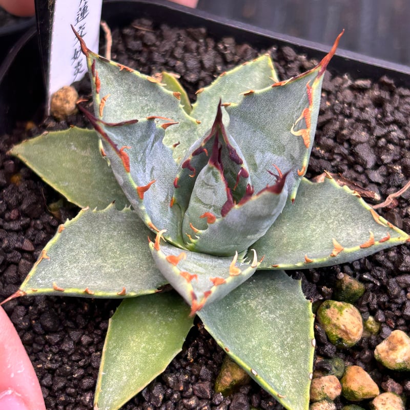 青連×妖炎 ハイブリッドアガベ | アガベ専門店 Heart plants.