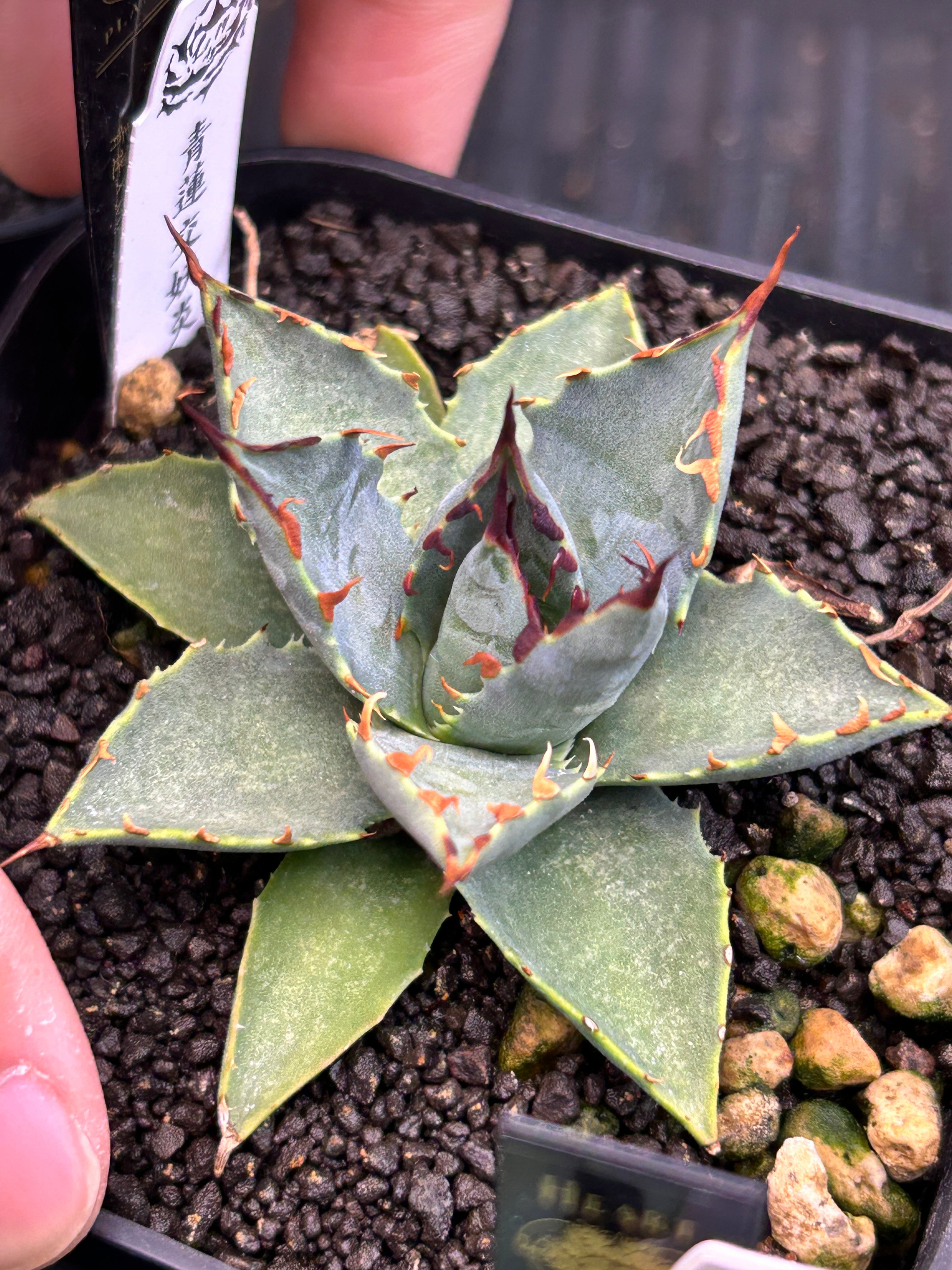 青連×妖炎 ハイブリッドアガベ | アガベ専門店 Heart plants.