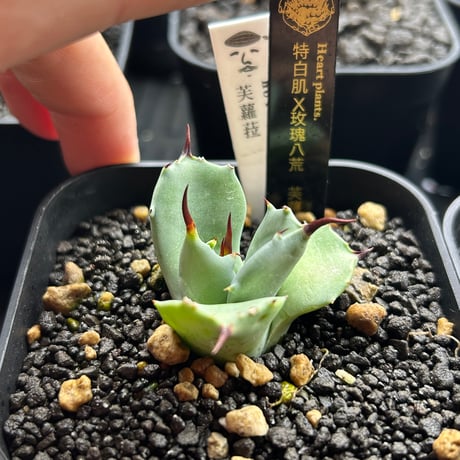 特白肌×玫瑰八荒　芙蘿菈　発根済み子株　huplantsタグ付き