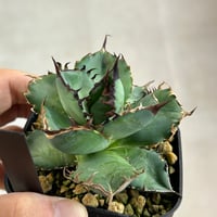 アガベ　オテロイ　胖鯨
