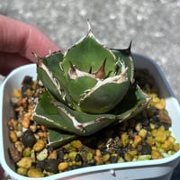 アガベ　シャーク実生　イランseedling  ぽっちゃりフォルム