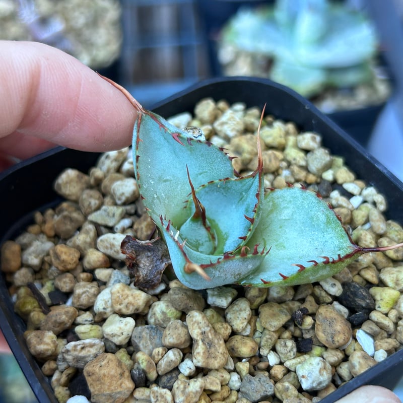 圓葉瓜達 グアダラハラナ ドワーフtype 子株 | アガベ専門店 Heart plants.