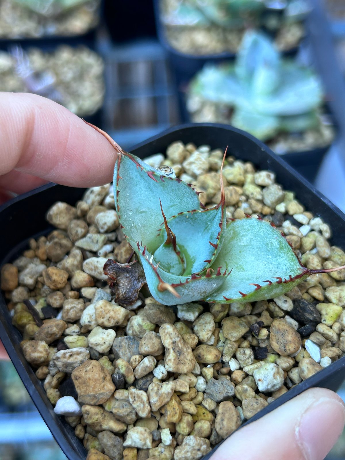 圓葉瓜達 グアダラハラナ ドワーフtype 子株 | アガベ専門店 Heart plants.