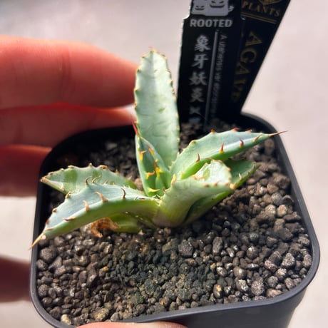 商品 | アガベ専門店 Heart plants.
