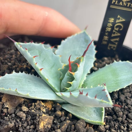 商品 | アガベ専門店 Heart plants.