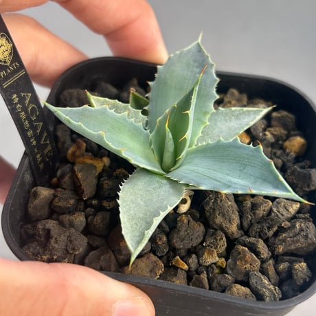 アガベ専門店 Heart plants.
