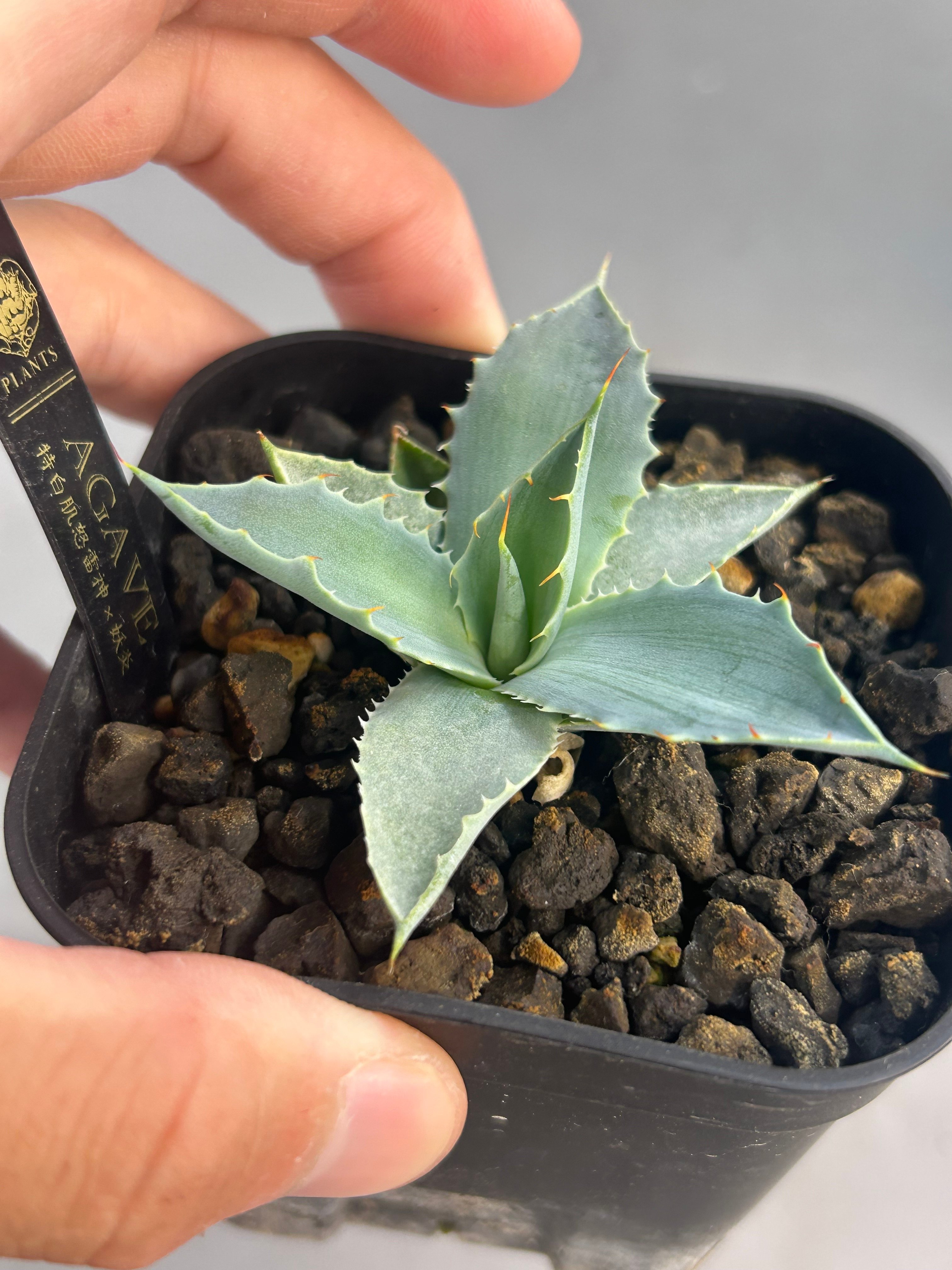 アガベ 特白肌×妖炎 実生 ハイブリッド 青葉 | アガベ専門店 Heart plants.