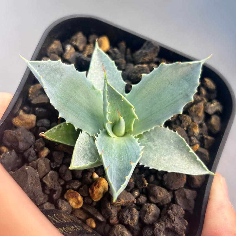アガベ 特白肌×妖炎 実生 ハイブリッド 青葉 | アガベ専門店 Heart plants.