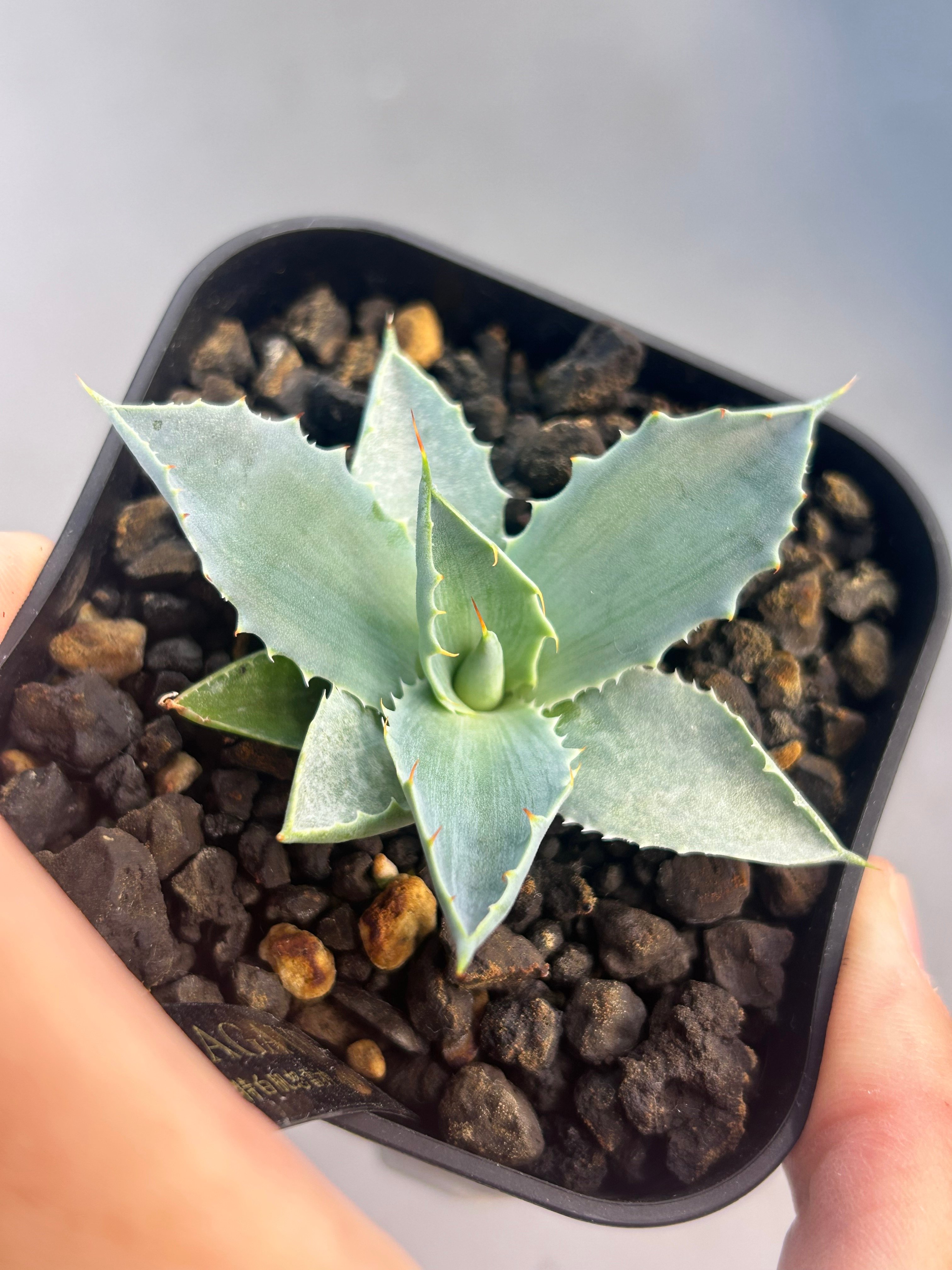 アガベ 特白肌×妖炎 実生 ハイブリッド 青葉 | アガベ専門店 Heart plants.
