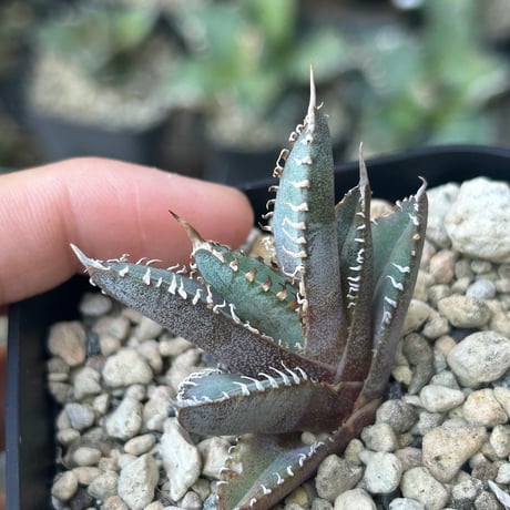 商品 | アガベ専門店 Heart plants.