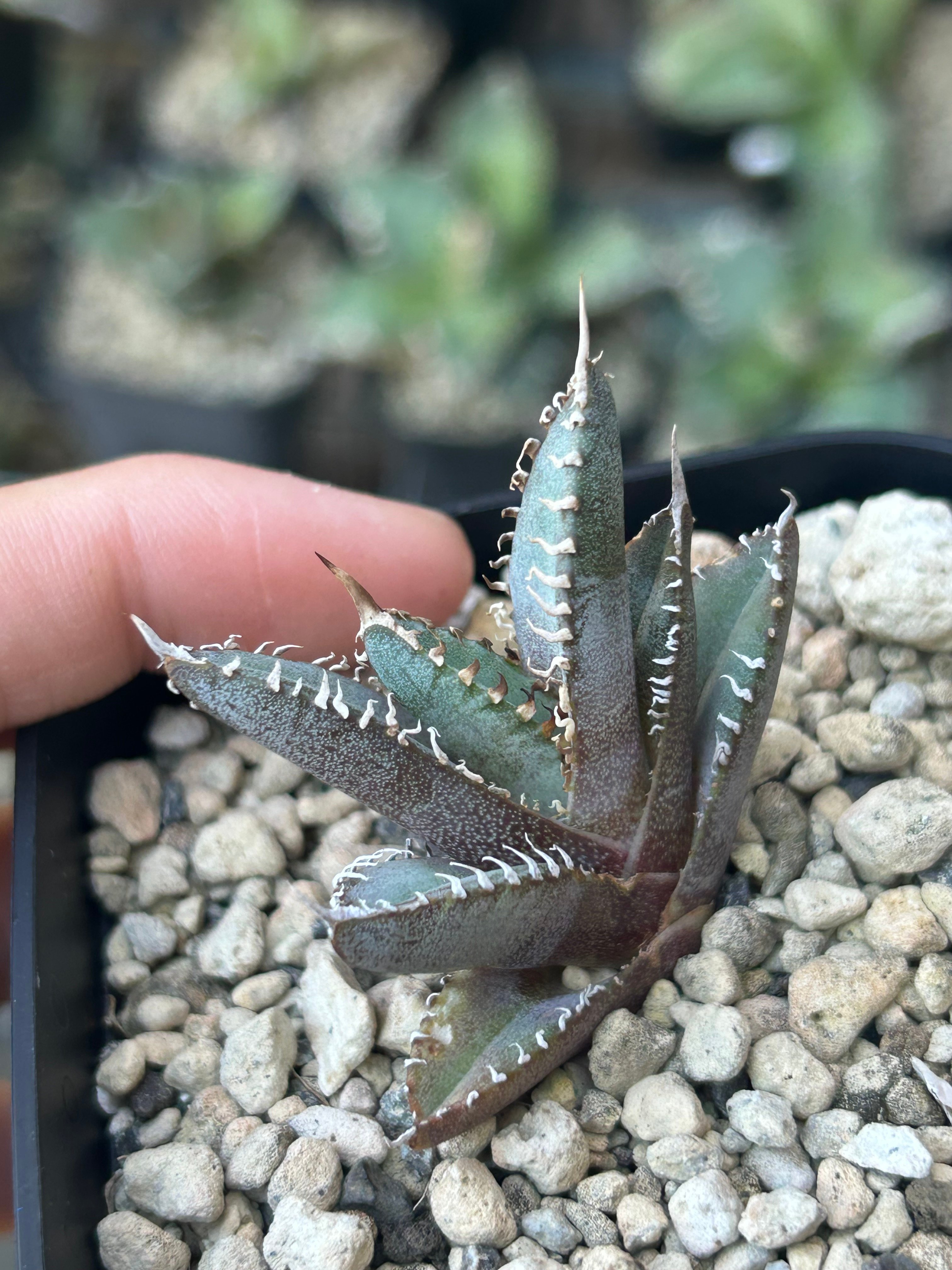 アガベ Heart plants実生オテロイ 強棘個体 | アガベ専門店 Heart plants.