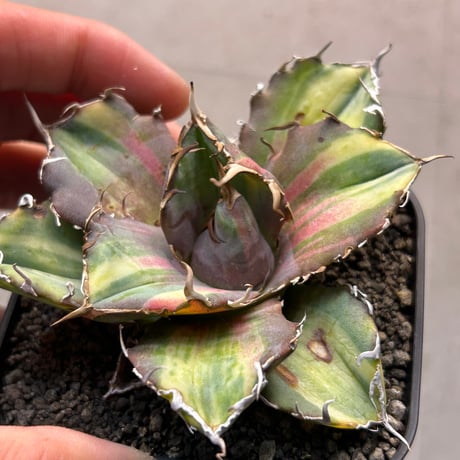 アガベ　氷海inspire 安曇野白鯨斑入　Heartplants育成株　　鮮明斑入り個体