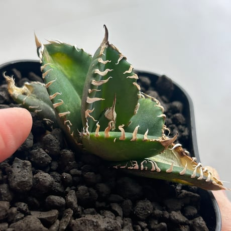 アガベ　金剛　当店コレクション　子株