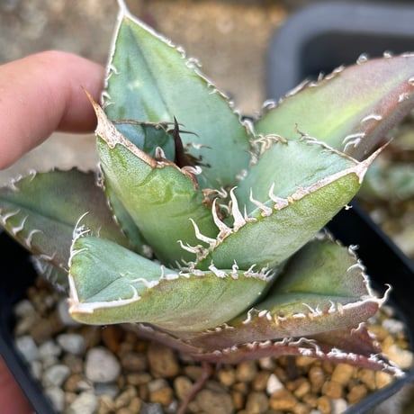 アガベ　実生オテロイ　Heart plants播種個体
