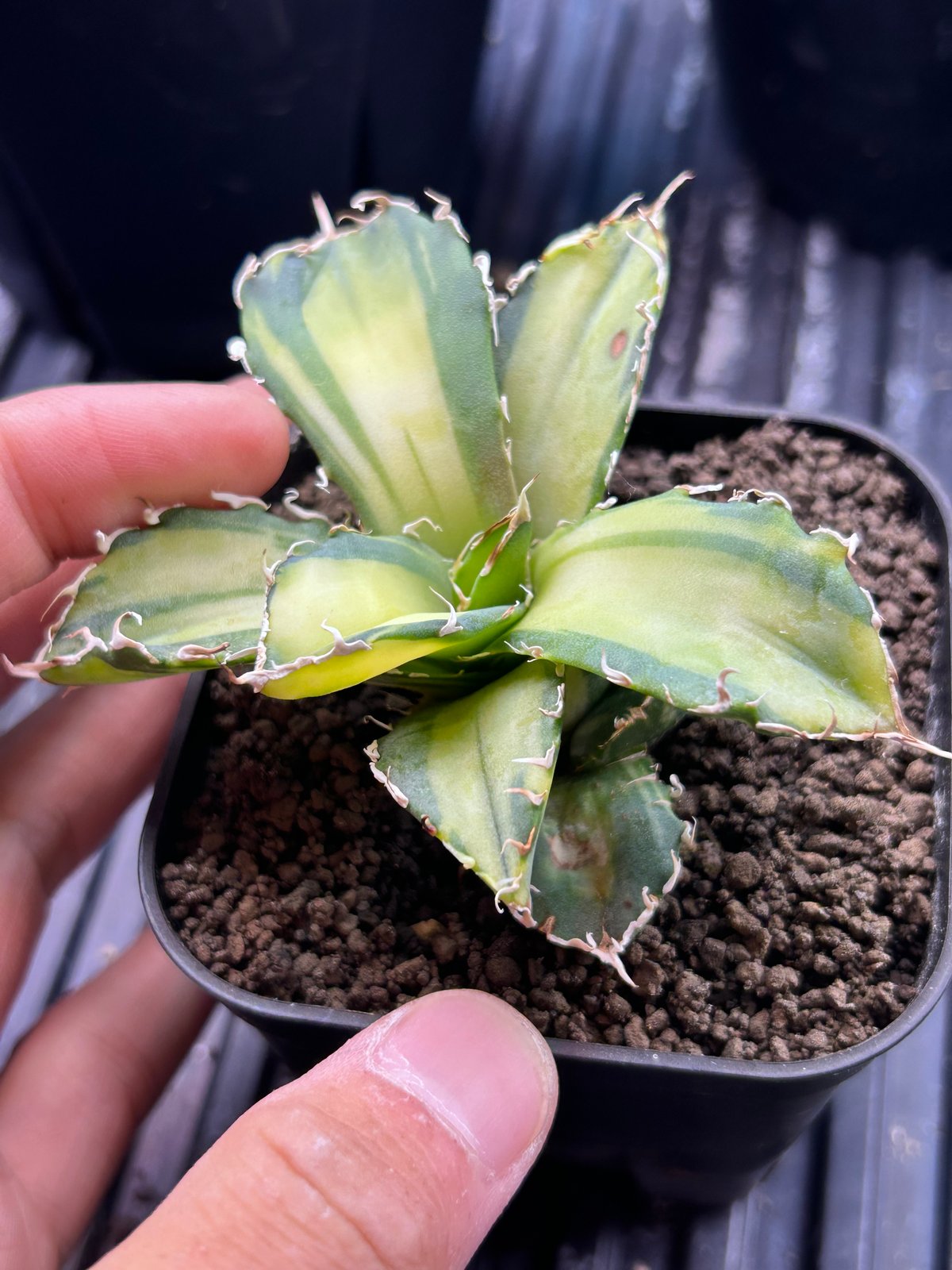 アガベ 氷海inspire 安曇野白鯨斑入 Heartplants育成株 親超え斑入り