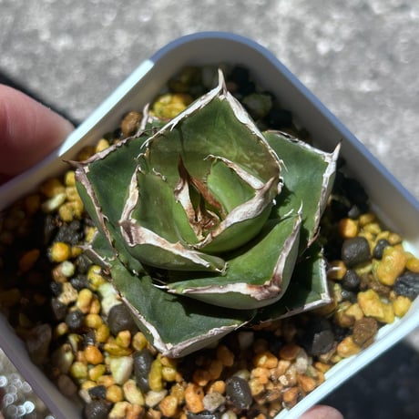 アガベ　シャーク実生　イランseedling  ぽっちゃりフォルム