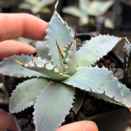 商品 | アガベ専門店 Heart plants.