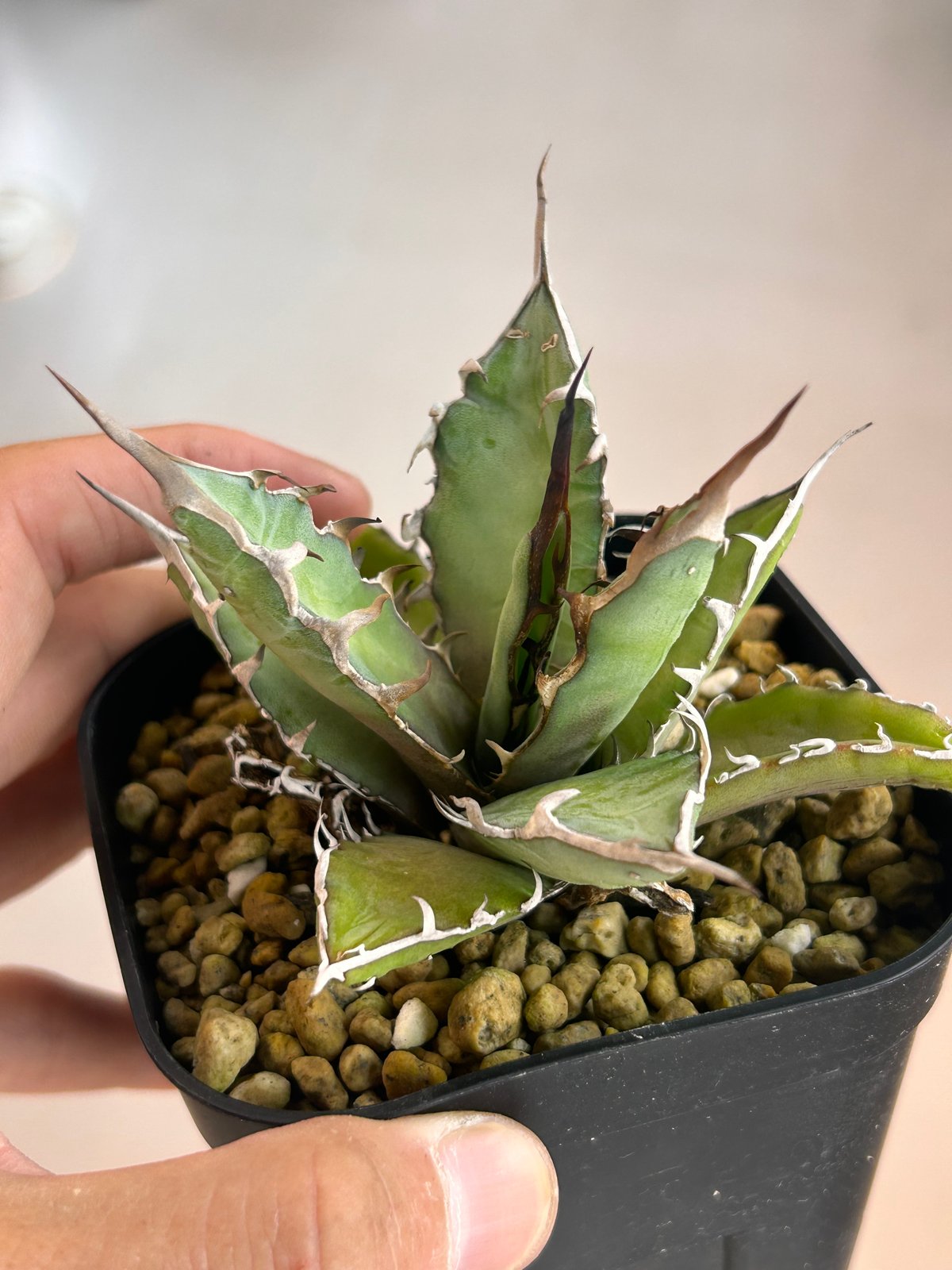 アガべ 木刺