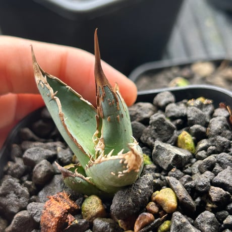 香草冰淇淋 　パープソラム　バニラアイス