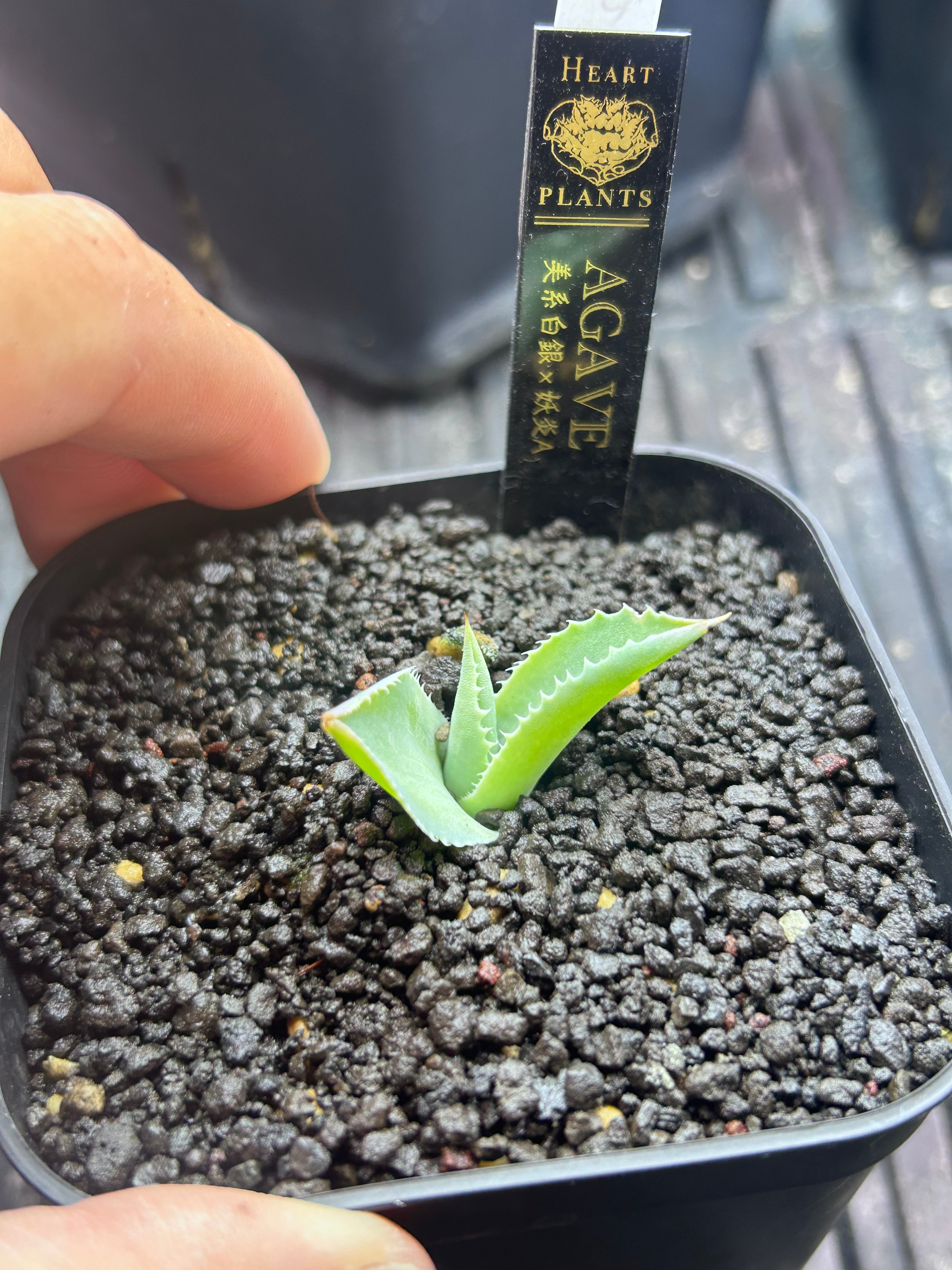 アガベ 美系白銀×妖炎 ハイブリッド 子株 | アガベ専門店 Heart plants.