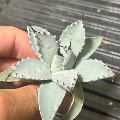 アガベ専門店 Heart plants.