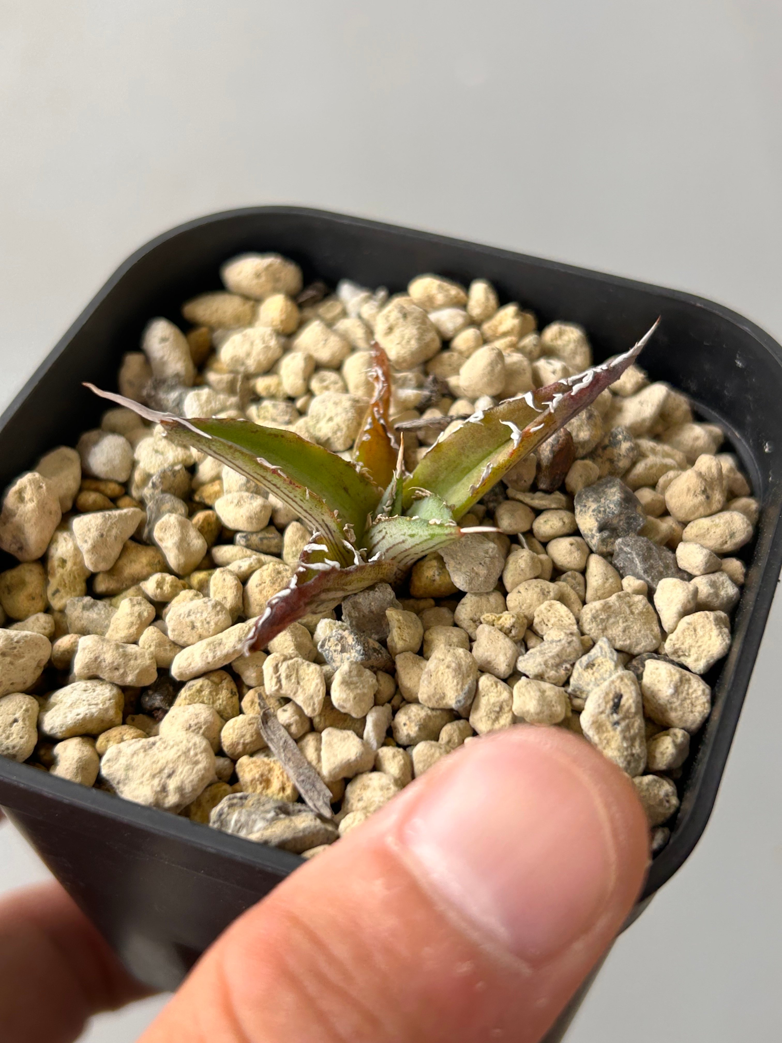 アガベ 超ブツブツ裏棘 特選キシロナカンサ | アガベ専門店 Heart plants.