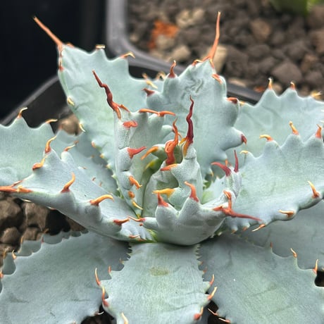 CATEGORY Agave | アガベ専門店 Heart plants.