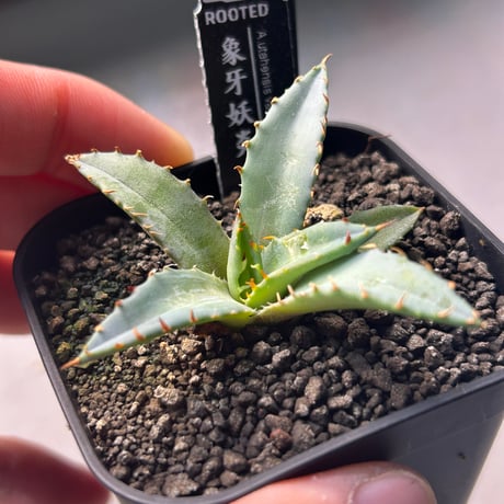 商品 | アガベ専門店 Heart plants.