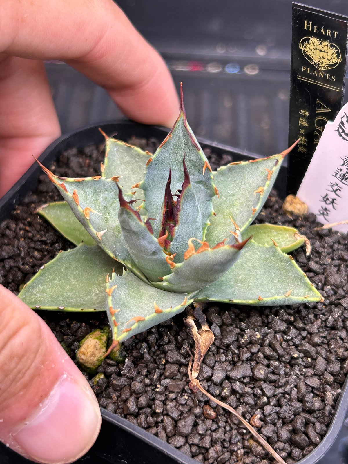 青連×妖炎 ハイブリッドアガベ | アガベ専門店 Heart plants.