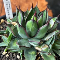 ハイブリッドアガベ　A-2 特白肌×笹之雪　裏棘個体　子株販売　huplants