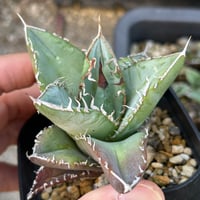 アガベ　実生オテロイ　Heart plants播種個体