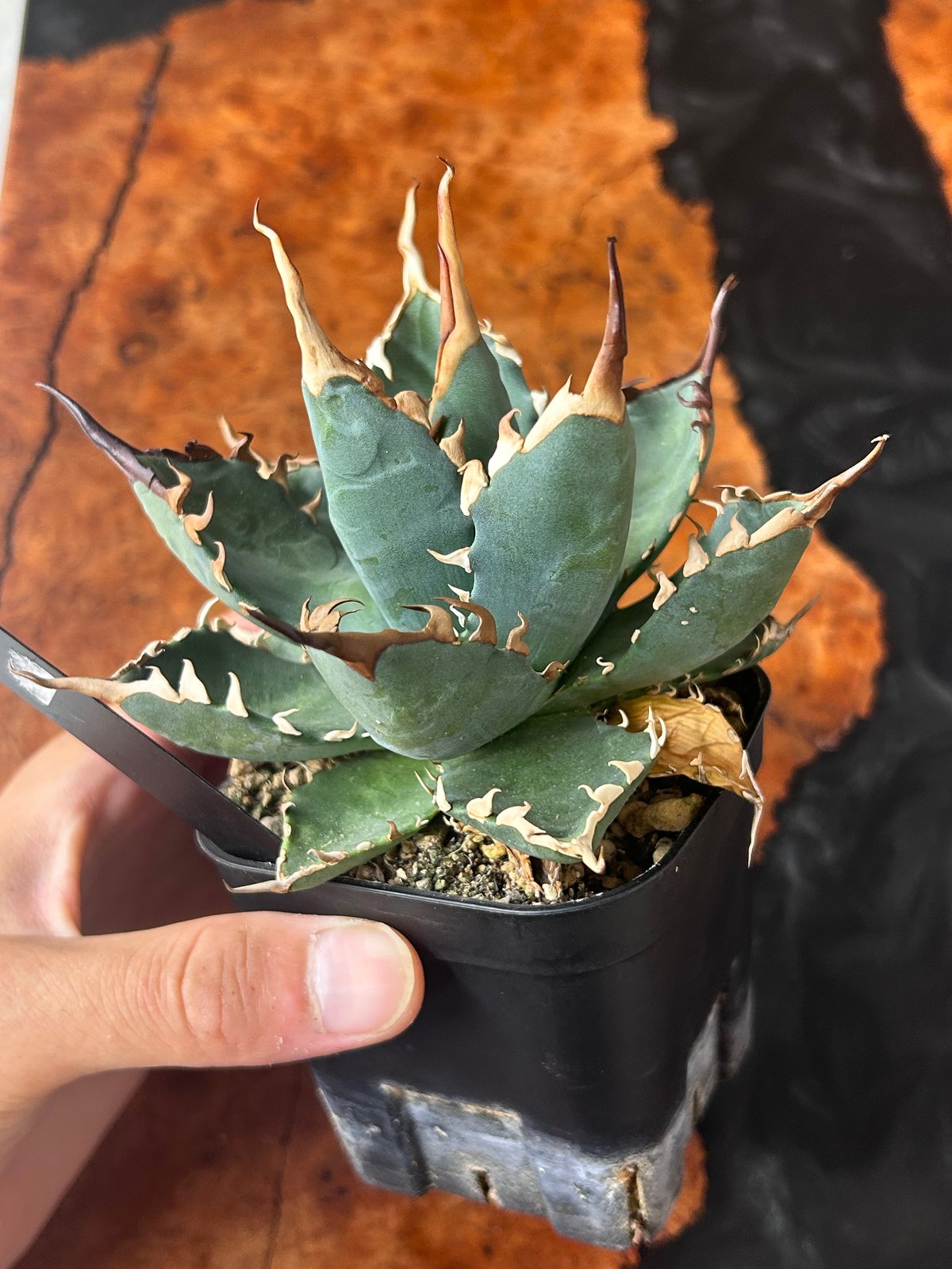 アガベ 妖炎BB ハイブリッド 青葉 | アガベ専門店 Heart plants.