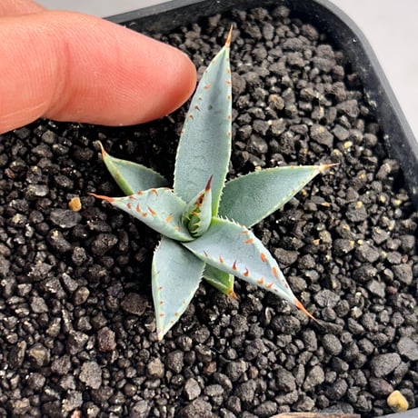 ハイブリッドアガベ　紫圓雷神×妖炎　うねうね曲棘個体　ワックス強め　白葉　子株