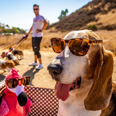 goodr |【OG】BOSLEY’S BASSET HOUND DREAMS