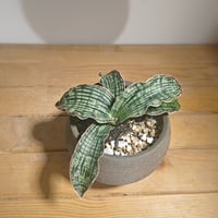 サンスベリア　インドネシアンハイブリッド サンセベリア ハイブリッドfromインドネシア | いかれ植物屋