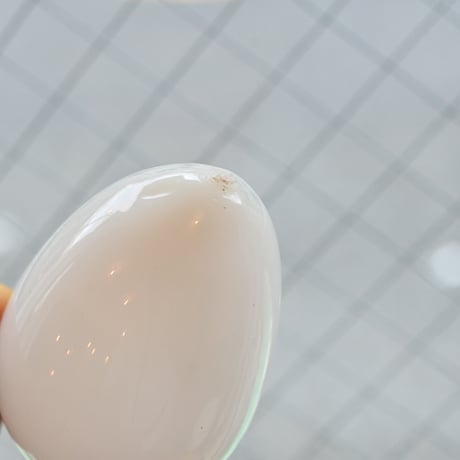 アメリカ 乳白ガラスの卵