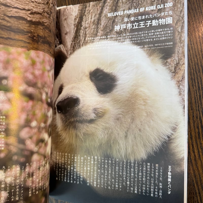 和華』第50号 推しパンダ | ぱんだ珈琲店 通販部
