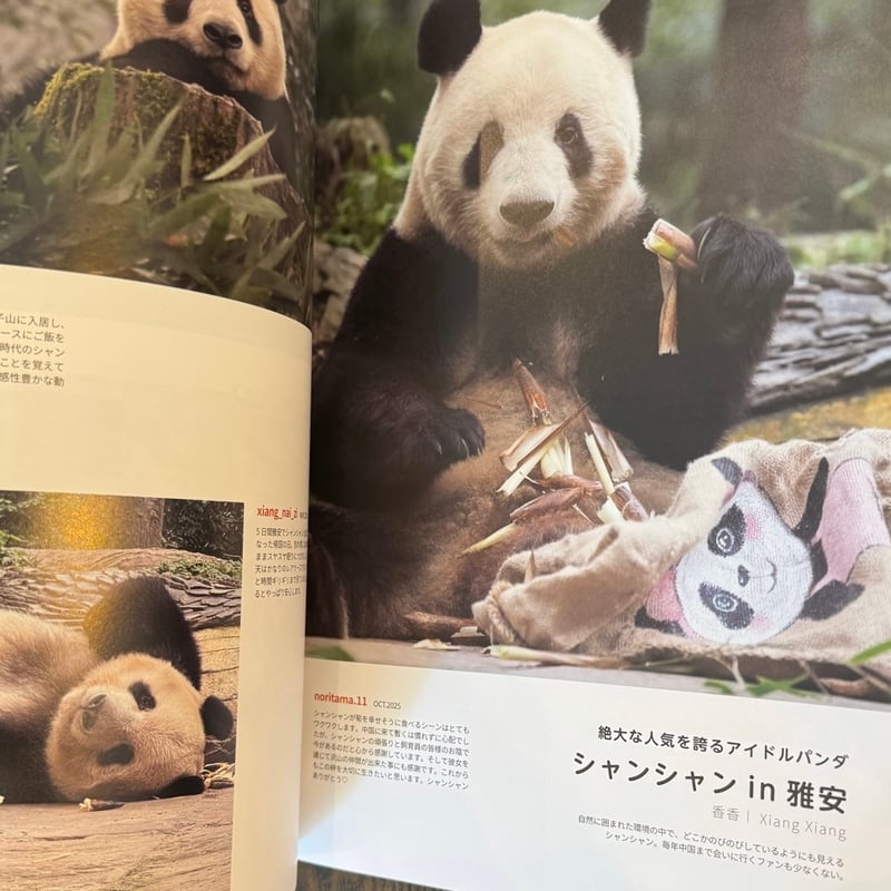 和華』第50号 推しパンダ | ぱんだ珈琲店 通販部