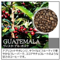 【店頭受取り用】グアテマラ／ヴィスタ・アル・ボスケ〔豆のまま・粉にする〕