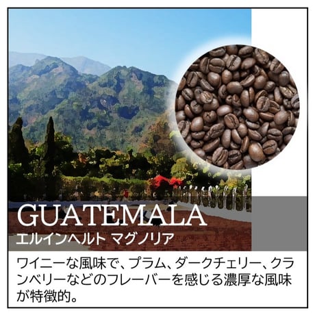 【店頭受取り用】グアテマラ／エルインヘルト マグノリア〔豆のまま・粉にする〕